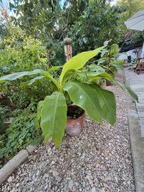 BANANI E CANNE D'INDIA 