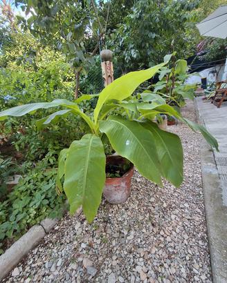 BANANI E CANNE D'INDIA 