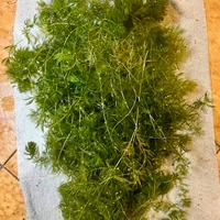 Ceratophyllum demersum