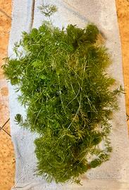 Ceratophyllum demersum