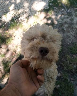 Lagotto da tartufo