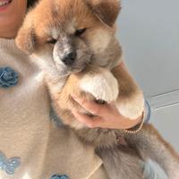 Cucciolo di Akita Inu