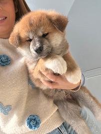 Cucciolo di Akita Inu