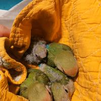 Pulli Inseparabile Roseicollis