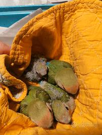 Pulli Inseparabile Roseicollis