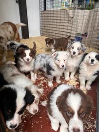 Cuccioli di Pastore Australiano