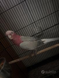 Cacatua