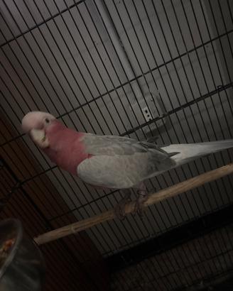Cacatua