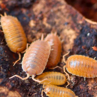 Isopodi porcellio laevis Orange