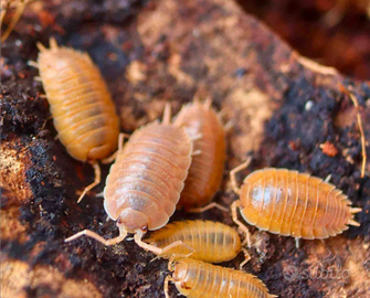 Isopodi porcellio laevis Orange