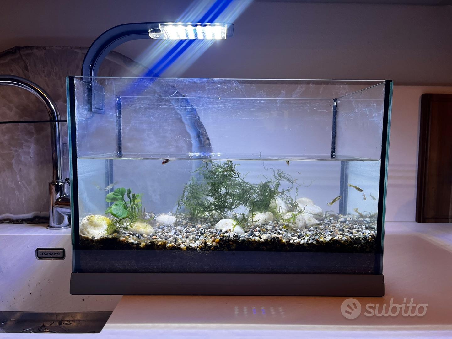 Acquario avviato con piante e pesci
