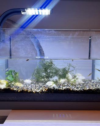 Acquario avviato con piante e pesci