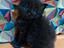 Immagine 6