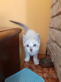Gattina femmina tre mesi siamese