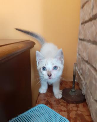 Gattina femmina tre mesi siamese
