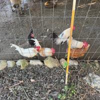 Galli galline