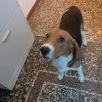 Cane beagle de caccia de 8 mesi maschio