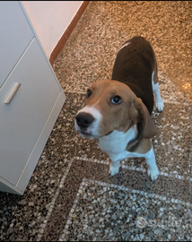 Cane beagle de caccia de 8 mesi maschio