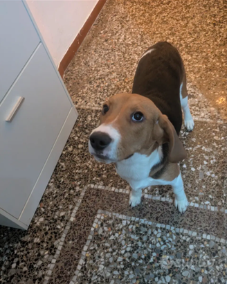 Cane beagle de caccia de 8 mesi maschio