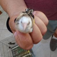 Uccelli
