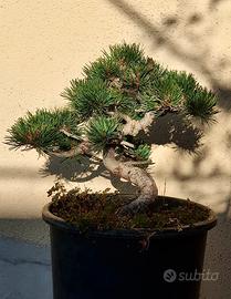 Bonsai Pino Pentaphylla – 18 Anni