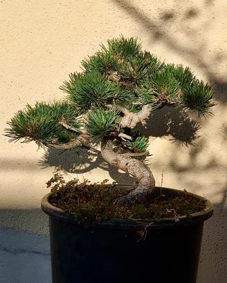 Bonsai Pino Pentaphylla – 18 Anni