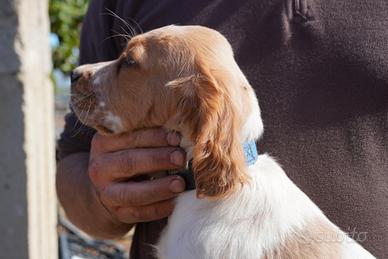 Cuccioli di Setter inglese