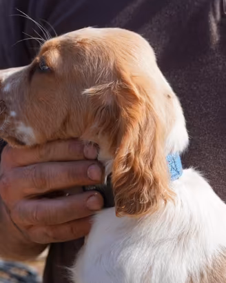 Cuccioli di Setter inglese