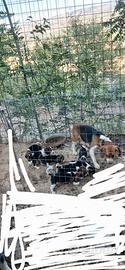 Beagle