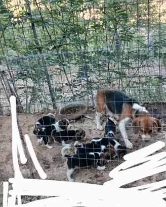 Beagle