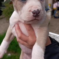 Cuccioli pitbull
