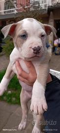 Cuccioli pitbull
