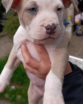 Cuccioli pitbull