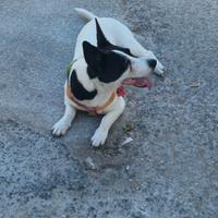 Jack Russell femmina in adozione