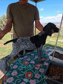 Cuccioli di bracco tedesco kurzaahr