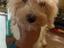 Immagine 4