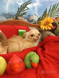 Femminuccia Chihuahua Taglia Molto Piccola