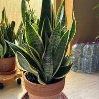 Pianta Sansevieria