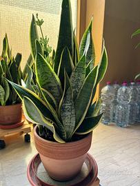 Pianta Sansevieria