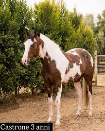 Cavallo quattro anni castrone