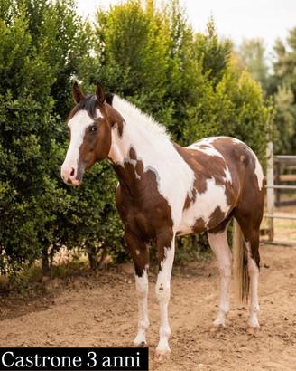 Cavallo quattro anni castrone
