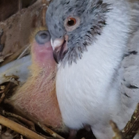 Colombi ornamentali triganini gazzi