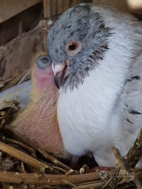 Colombi ornamentali triganini gazzi