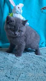 Gattini scottish fold e straight