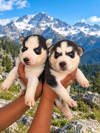 Husky siberian con pedigree Enci