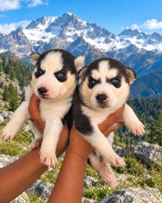 Husky siberian con pedigree Enci