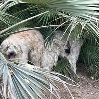 Pastore Siciliano, spino degli iblei