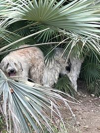 Pastore Siciliano, spino degli iblei