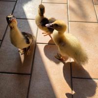 Anatroccoli n. 3 , un maschio e 2 femmine