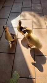 Anatroccoli n. 3 , un maschio e 2 femmine